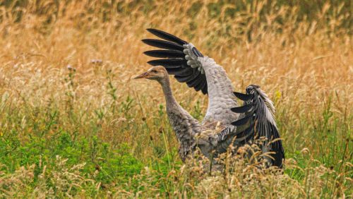 Kraanvogel-Jan-van-de-kam-2023_4