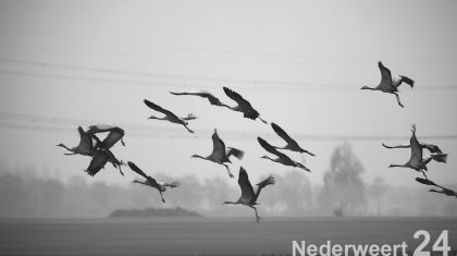 Kraanvogels Kruisstraat Nederweer-Eind