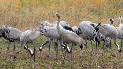 Kraanvogels-©Cor-Speek