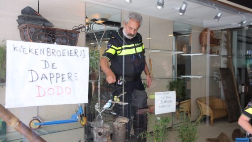 Kuikens-gered-in-Weert-3