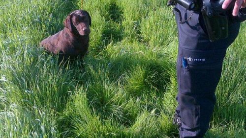 Labradorteef-gevangen