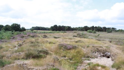 Landschap-midden-limburg
