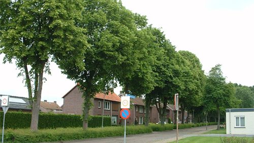 Lindeboom