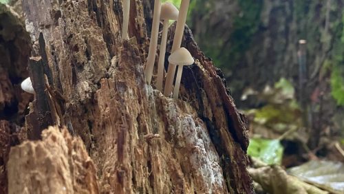 Foto | Lisette Poell