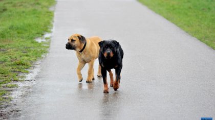 Loslopende-Honden-KWegt-Nederweert-Eind-2-1 Loslopende-Honden-KWegt-Nederweert-Eind-2-1