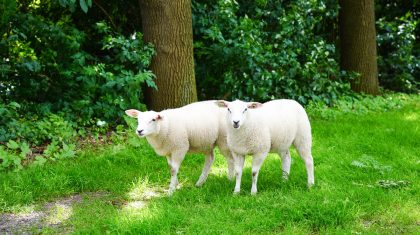 Loslopende-schapen-op-Ouwijck-in-Nederweert-4