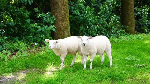 Loslopende-schapen-op-Ouwijck-in-Nederweert-4