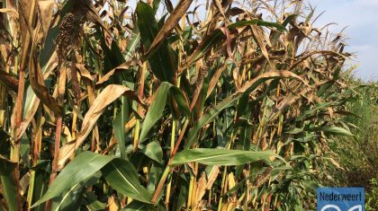 Mais-Nederweert