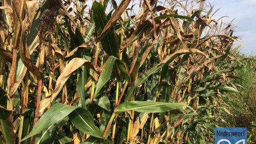 Mais-Nederweert