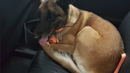 Mechelse-Herder-van-de-A2