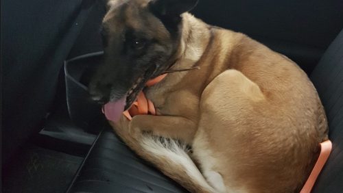 Mechelse-Herder-van-de-A2