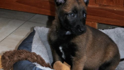 Mechelseherder-Pup-Ospel