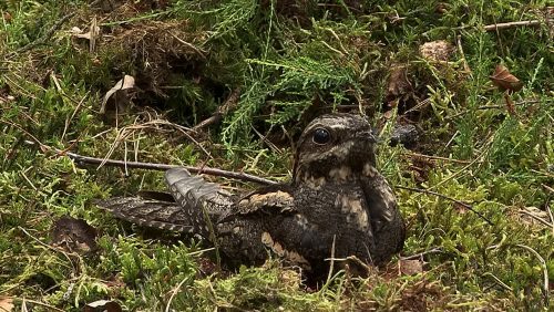Nachtzwaluw-Cor-Speek