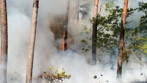 Natuurbrand-Doctor-Anton-philipsweg-3