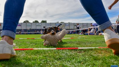 Nederlands-kampioenschap-teckelrennen-2018-22