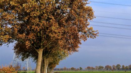 Nederweert-anders-bomenkap-leveroysedijk Nederweert-anders-bomenkap-leveroysedijk