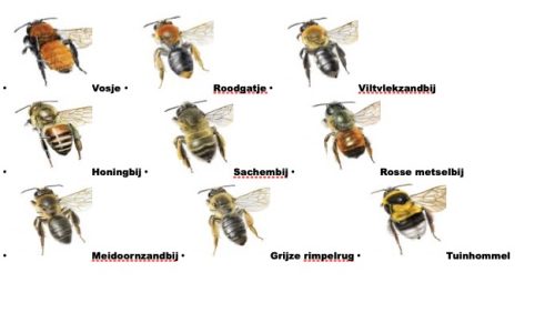 Nederweert-in-Bloei-bijen