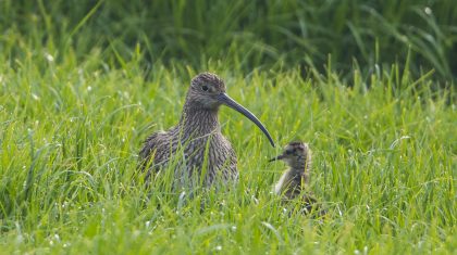 Nederweerter-boeren-werken-goed-mee-aan-bescherming-boerenlandvogels1 Nederweerter-boeren-werken-goed-mee-aan-bescherming-boerenlandvogels1