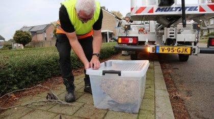 Nest-Aziatische-hoornaar-Loverstraat-Nederweert-verwijderd-13