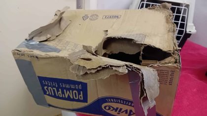 Opnieuw-achtergelaten-katten-aangetroffen-in-Weert3 Opnieuw-achtergelaten-katten-aangetroffen-in-Weert3