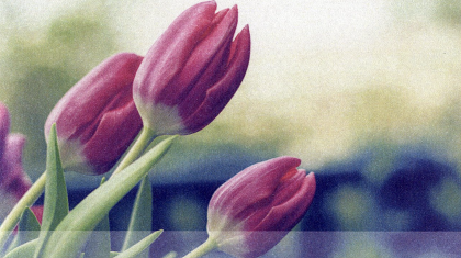 Overlijdensbericht-Diny-van-der-Vleuten1