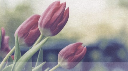 Overlijdensbericht-Fien-van-den-Boogaert-Reijnders3