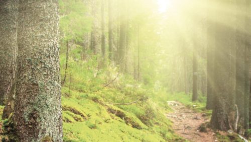 Overlijdensbericht-Henk-Kneepkens1