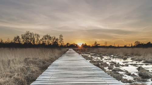 Overlijdensbericht-Jo-Bogers