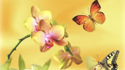 Overlijdensbericht-Jo-Schmeitz1