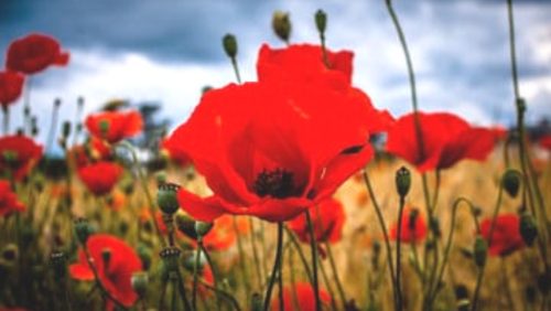 Overlijdensbericht-Lies-Terium-Hekers