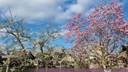 Overlijdensbericht-Nel-van-Gemert-Stockmans3