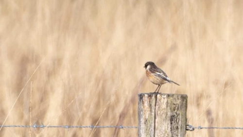 Overlijdensbericht-Nelly-Burgers-Verhees1