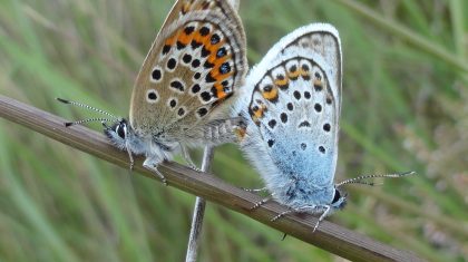 Parende-heideblauwtjes_DSC06925_uitsnede