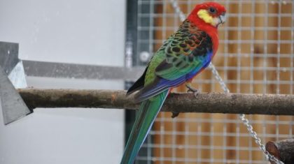 Parkiet-Stanley-rosella