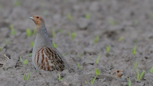 Patrijzen-Willem-Maris