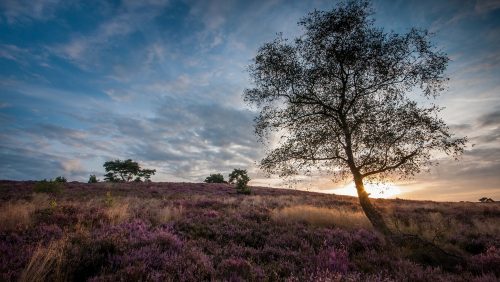 Persbericht-Foto-Landgoed-de-Hamert_J-Linskens