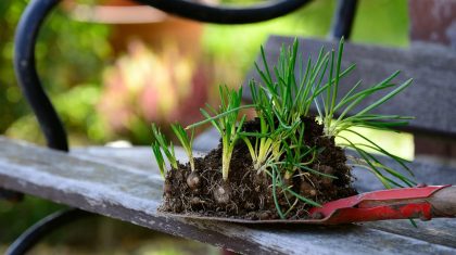 Planten Planten