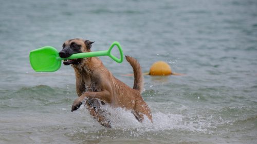 Plonzen-in-het-blauwe-meertje-4