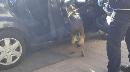 Politie-hond