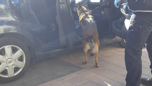 Politie-hond