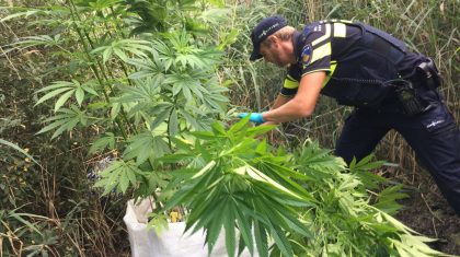 Politie-vind-Hennep-Nederweert-Eind