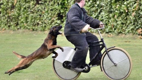 Politiehond-training