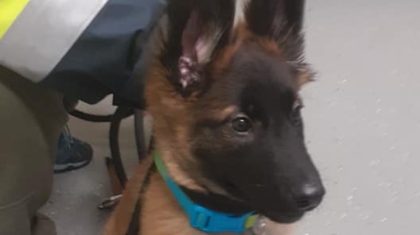 Pup-van-snelweg-A2-Nederweert-gehaald