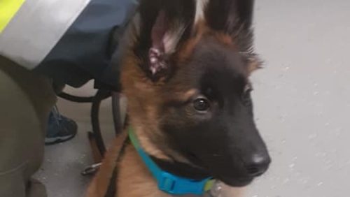 Pup-van-snelweg-A2-Nederweert-gehaald