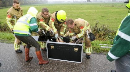 Ree-gewond-op-Kuilstraat-Nederweert-Eind-6