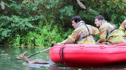 Ree-uit-Zuid-Willemsvaart-gered-5