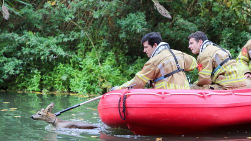 Ree-uit-Zuid-Willemsvaart-gered-5