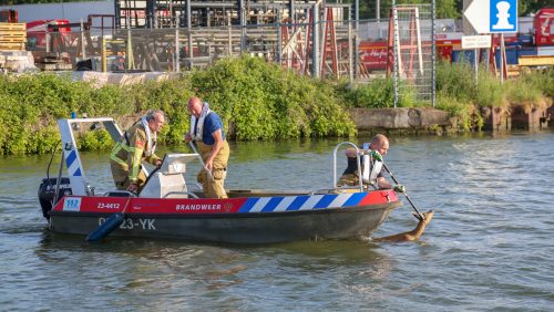 Ree-uit-Zuid-Willemsvaart-gered-Weert-Kempenweg-8