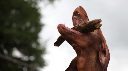 Vakantie juli 2012 Gourdon