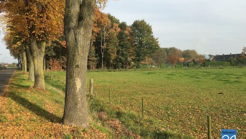 Rook-Steutenweg-Nederweert-Eind-6995